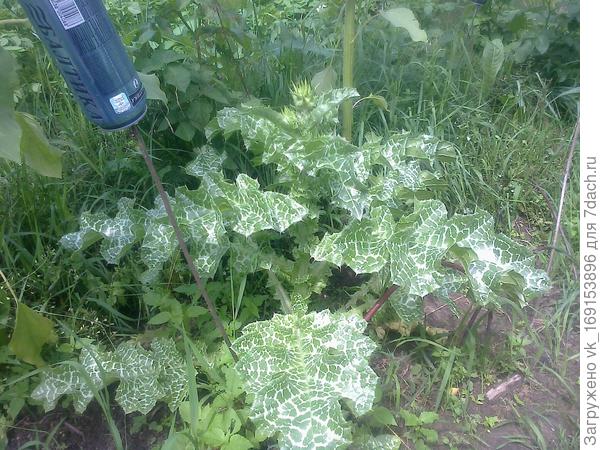 Расторопша собралась цвести