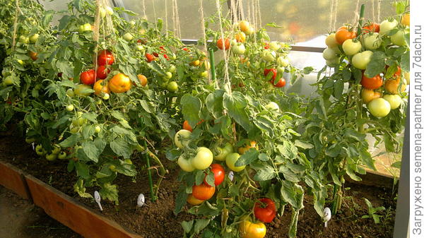 Это наши томаты в прошлом году, когда мы поняли, что без хороших кольев не обойтись:)