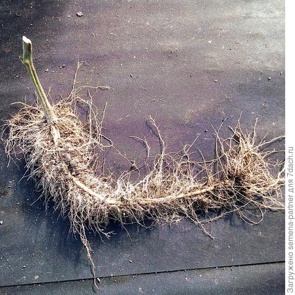 Корневая система томата, посаженного с заглублением