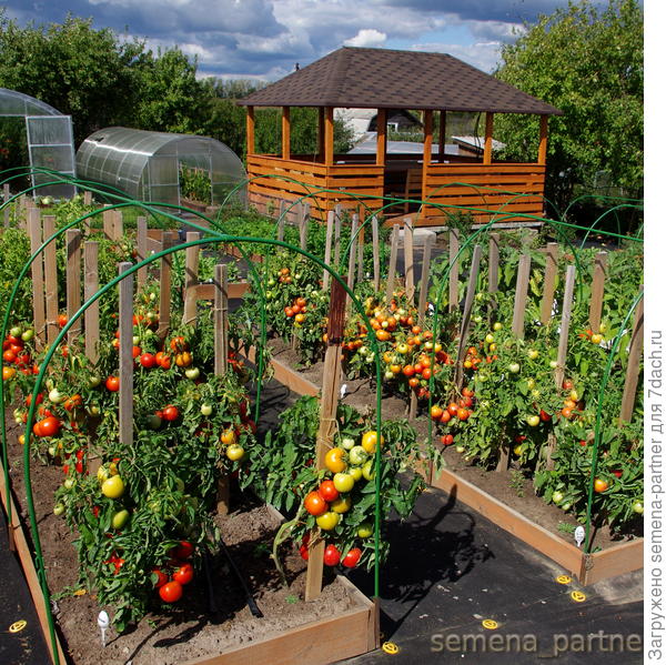 Томаты Любаша, Герцогиня вкуса и Императорская слабость. 2018 год