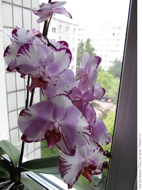 Пестрый фаленопсис