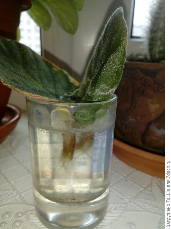 Листочки стоят в воде с начала марта