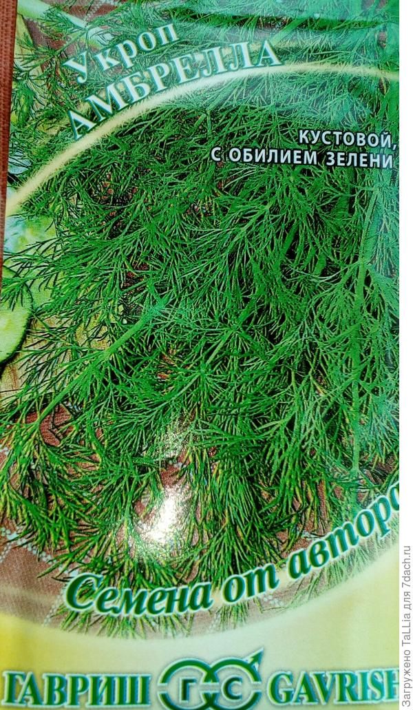 Укроп 'Амбрелла' - семена от автора. Описание и фото сорта
