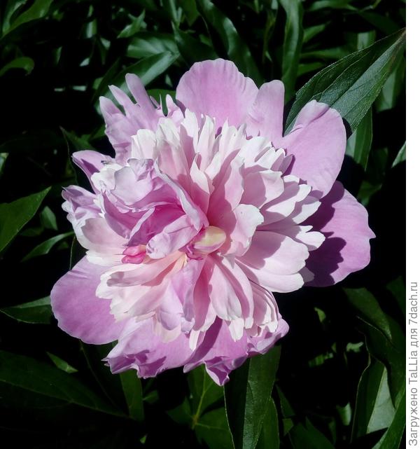 Пион крупным планом