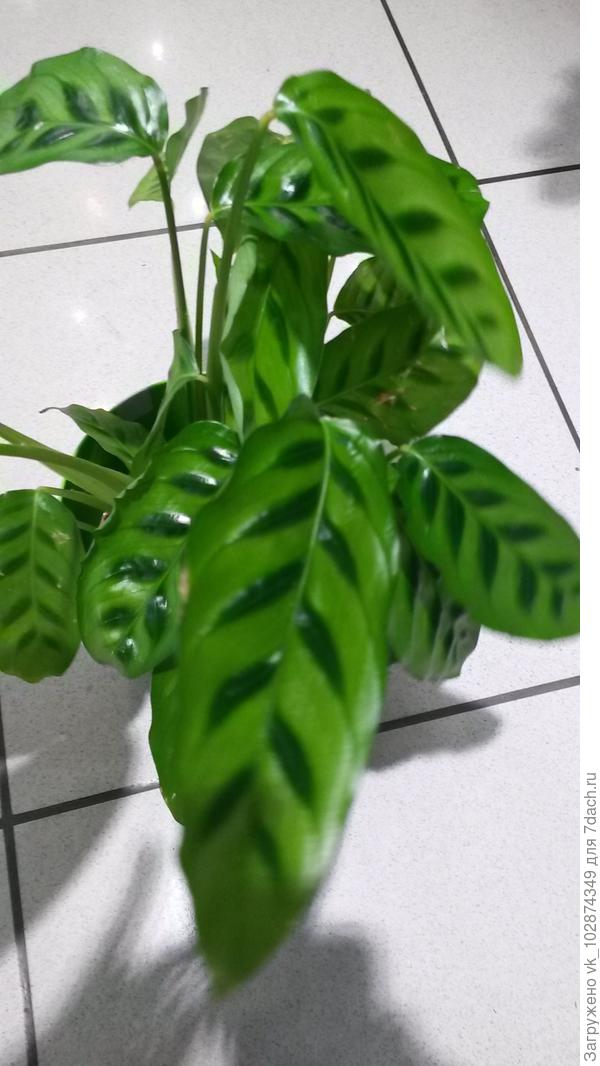 подскажите название