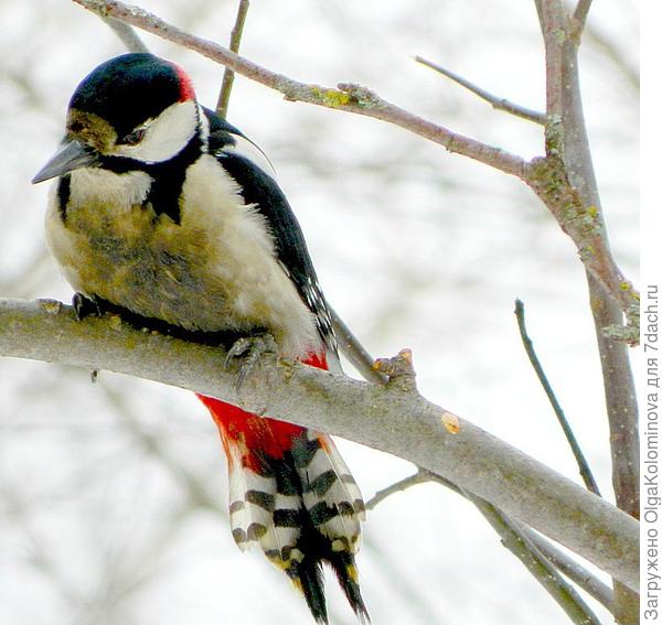 Живу в Подмосковье. Ко мне на яблоню часто дятел прилетает и с удовольствием уощается и булкой и семечками, что я даю синичкам!