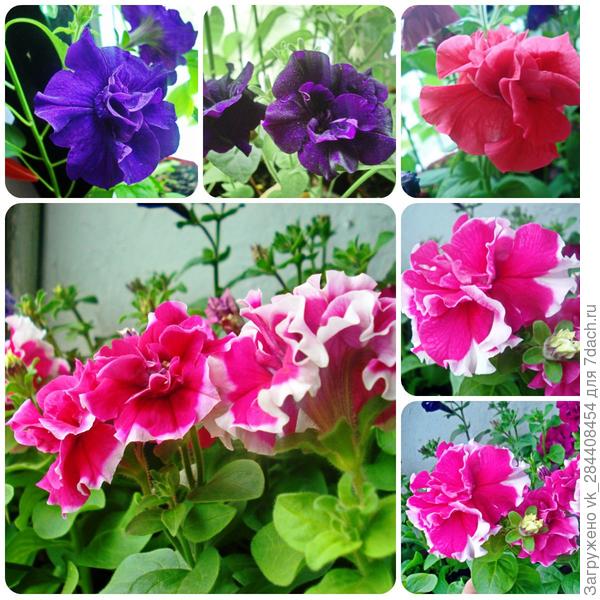 Мои прошлогодние петуньи, зацвели ещё до высадки в грунт на даче.