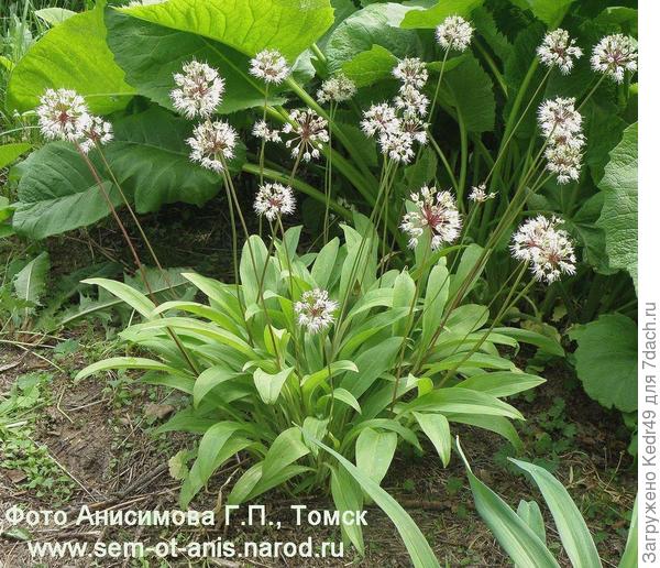 Сибирская черемша, лук победный (Allium victorialis)