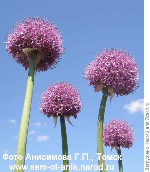 Лук Анзур, лук гигантский (Allium giganteum)