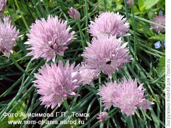 Лук-шнитт сибирский или Лук Резун (Allium schoenoprasum var. sibiricum)