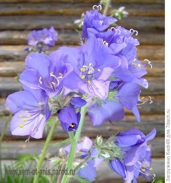 Синюха голубая или Одолень-трава (Polemonium caeruleum)