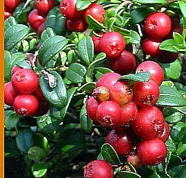 Брусника обыкновенная (Vaccinium vitis-idaea)