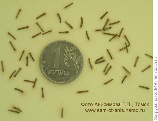 В пакете 30 семян (сколько на фото) девясила высокого.