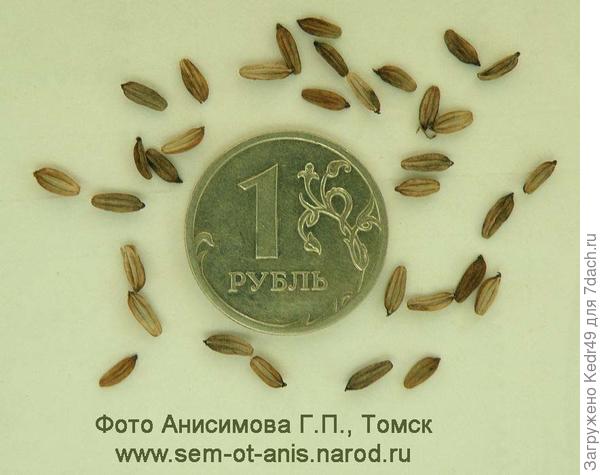 Семена горичника Морисона. В пакете 30 семян - сколько на фото.