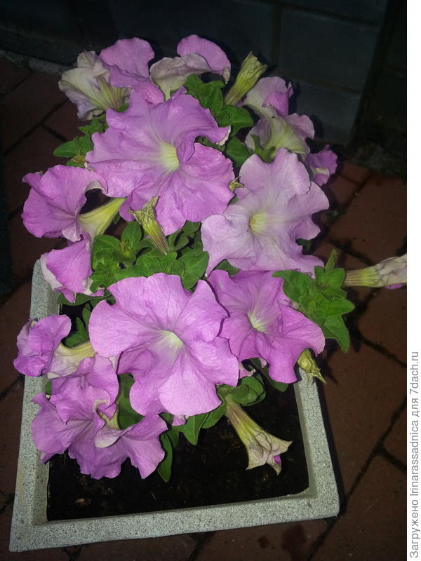 Петунии 4 мая.