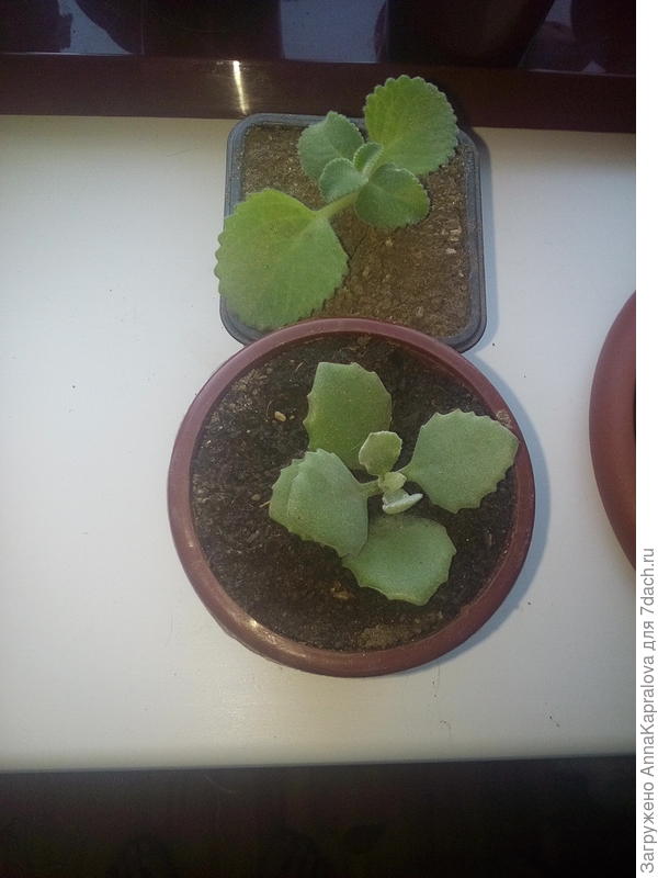 Подскажите что это за цветочки?