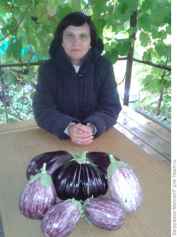 чудо баклажаны