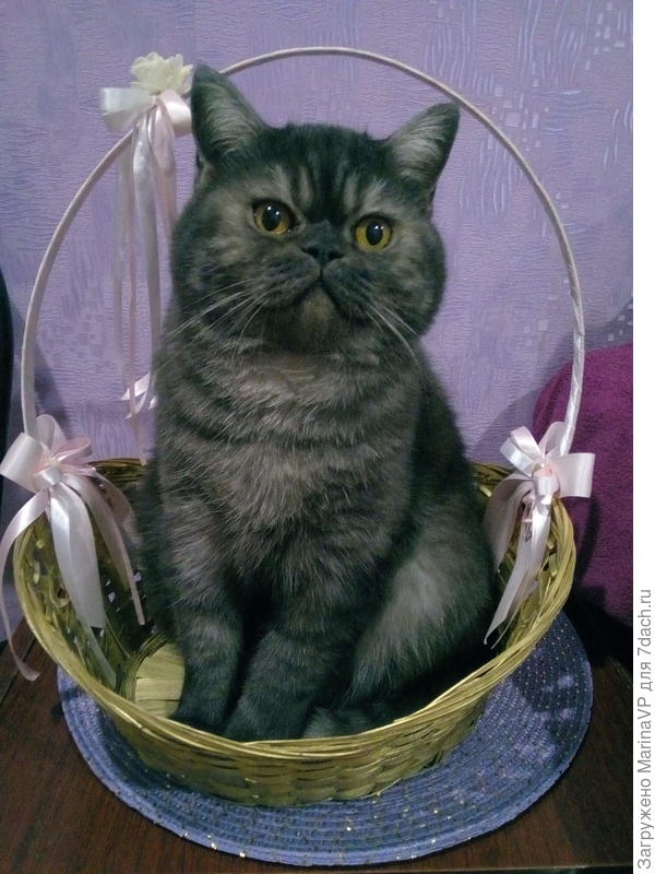 Вот мой шкодник.