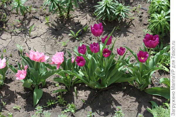 Розовые были очень низкими.