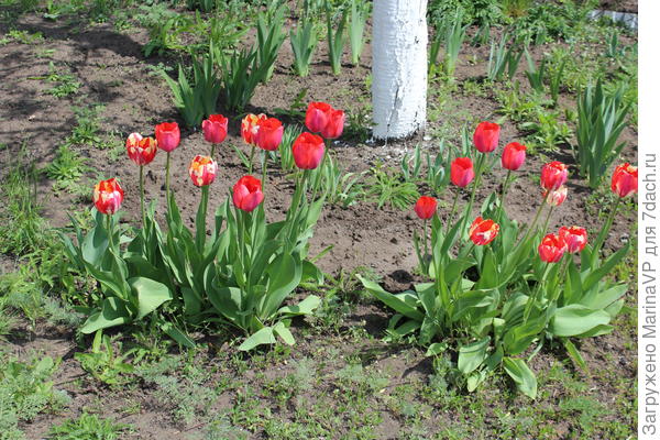 А эти от бывших хозяев достались, правда мы их пересадили в другое место.
