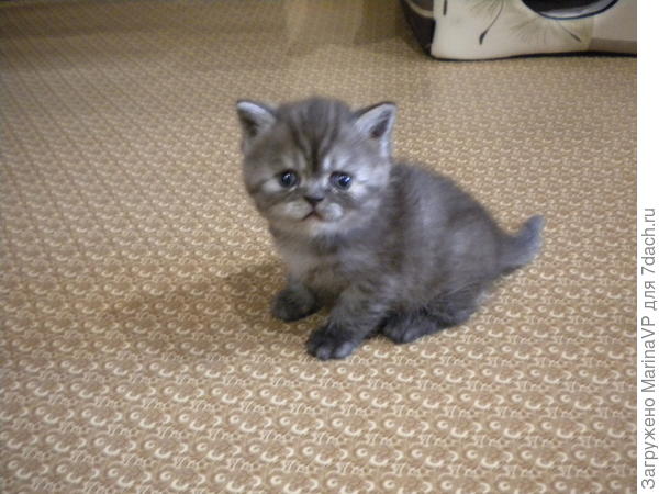 Такого махонького я взяла в мае 2016 года.