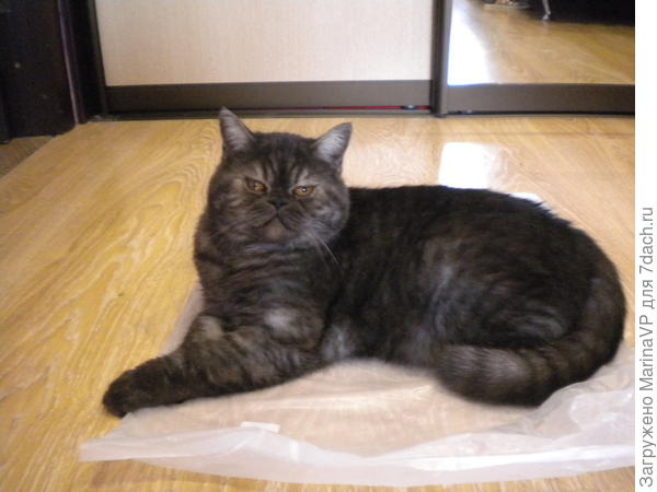 Пакетик выпросил, лежит гордый!