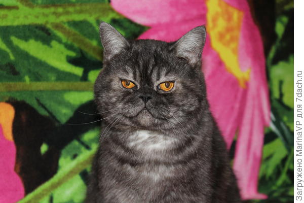 Здесь ему год. Фотографировала на ветеринарный паспорт.