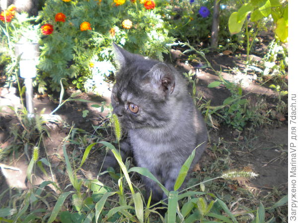 А это уже сентябрь 2016 г. на даче.