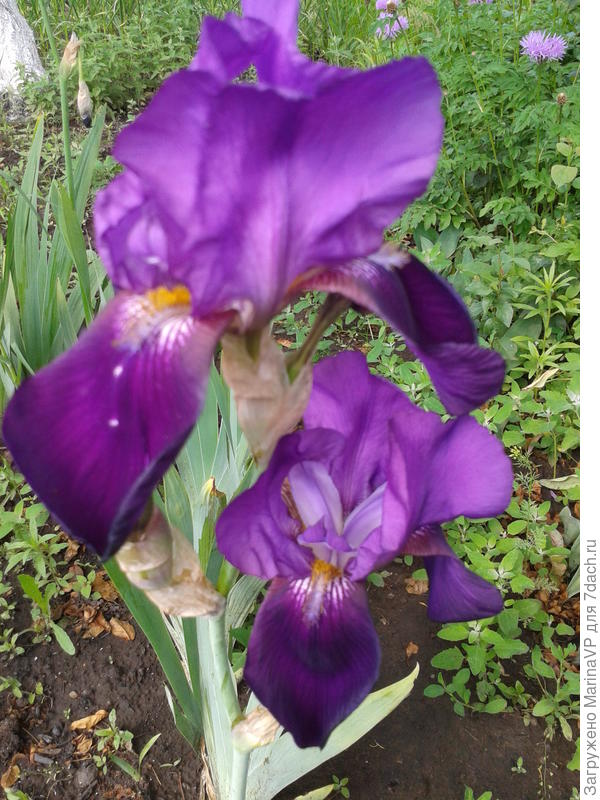 вот такой ирис