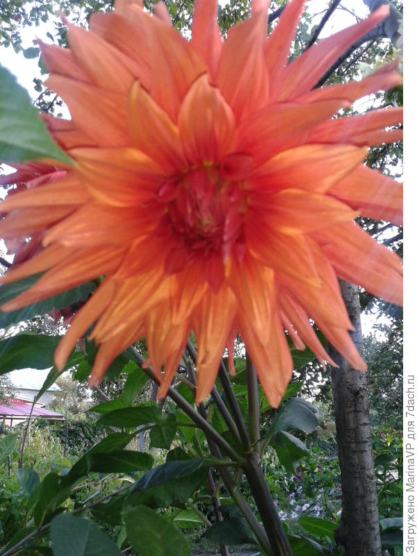 Георгинчик