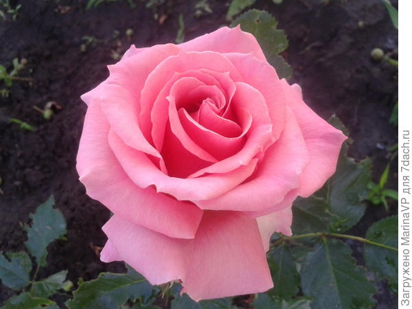 Первая розочка.