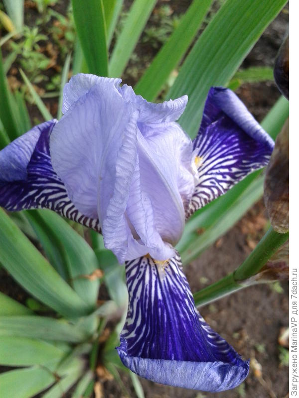 еще вот такого цвета ирис