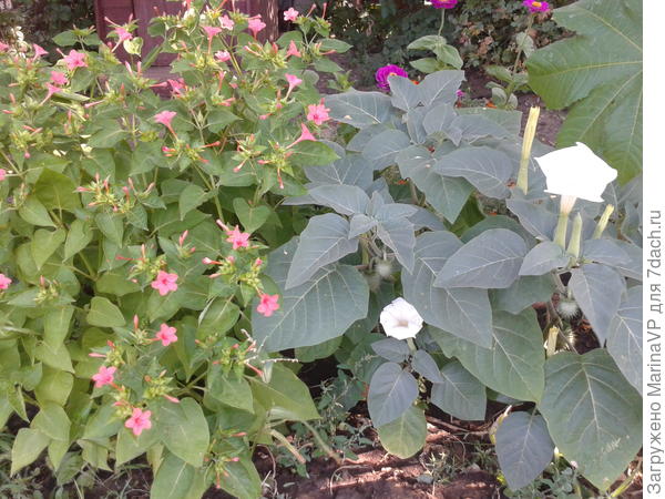 Смотрю на фотки и поднимается настроение!