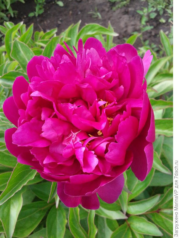 красный пион