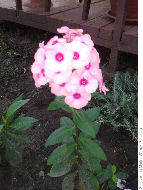 Флокс цветет первый раз.