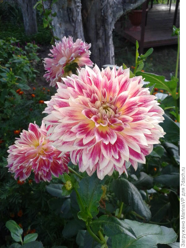 Еще георгинчики