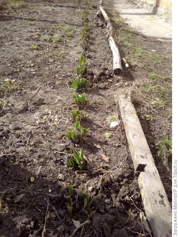 Тюльпанчики.