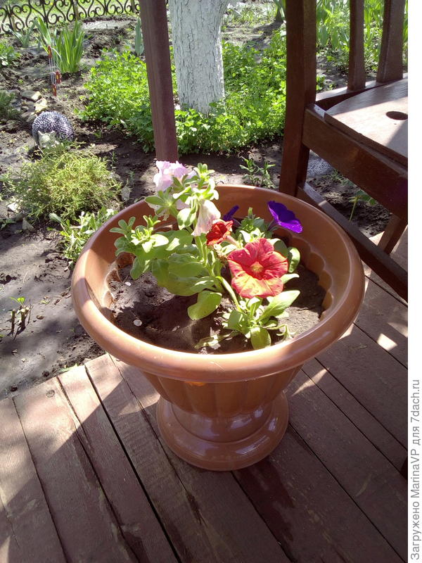 Петунии высадили в цветочные горшки.