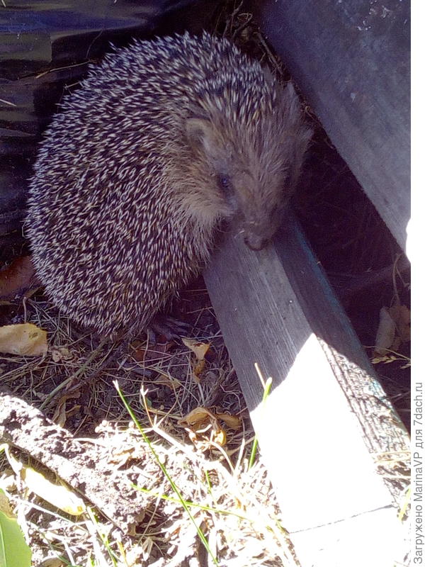 Днем стесняется.