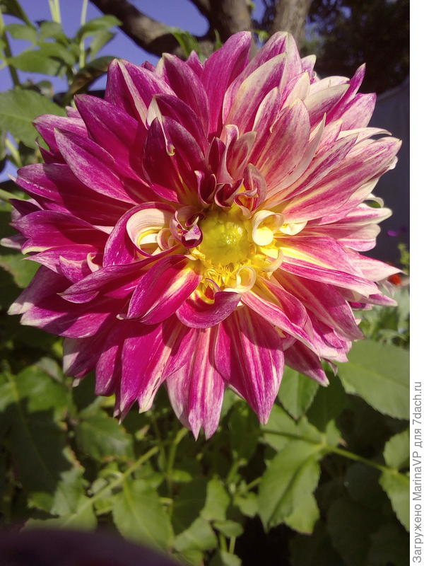 Это мои красавцы.