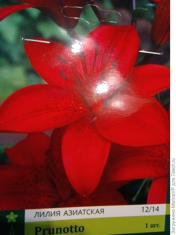 Лилии ждут посадки.