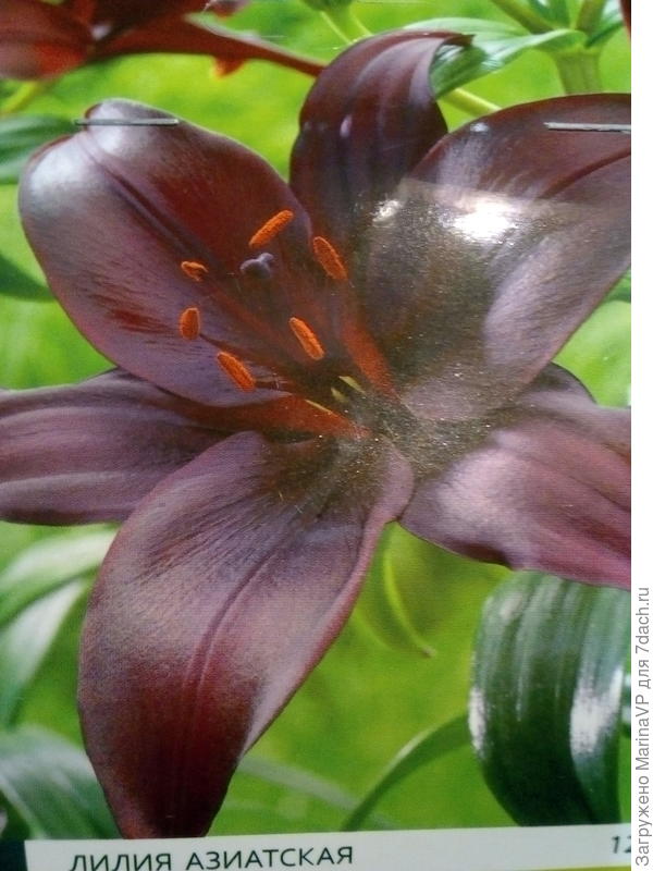 Вот ещё такую купила