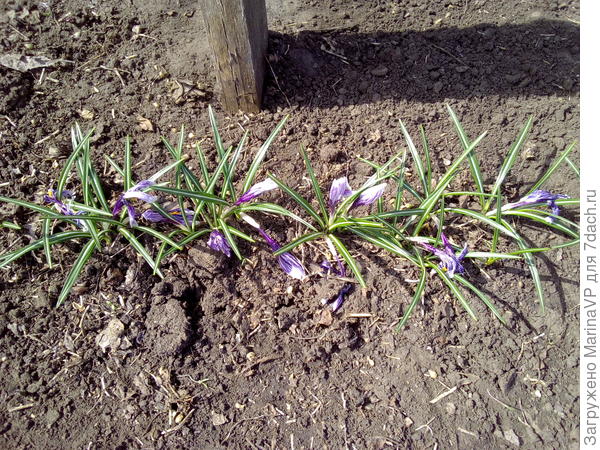 Крокусы цветут.