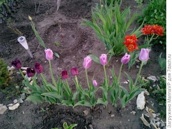 Вот еще тюльпаны