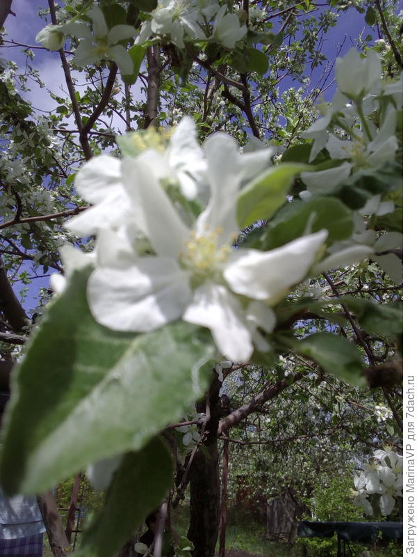 Вот такой тюльпан