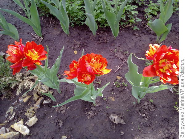 Махровые тюльпаны
