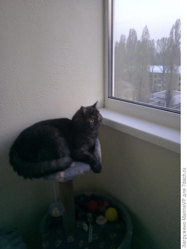 Высоко сижу, далеко гляжу!