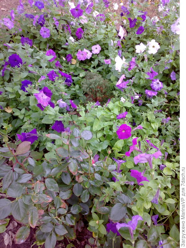 И как же без петуний. Жаль что эту красоту скоро закроет снег.