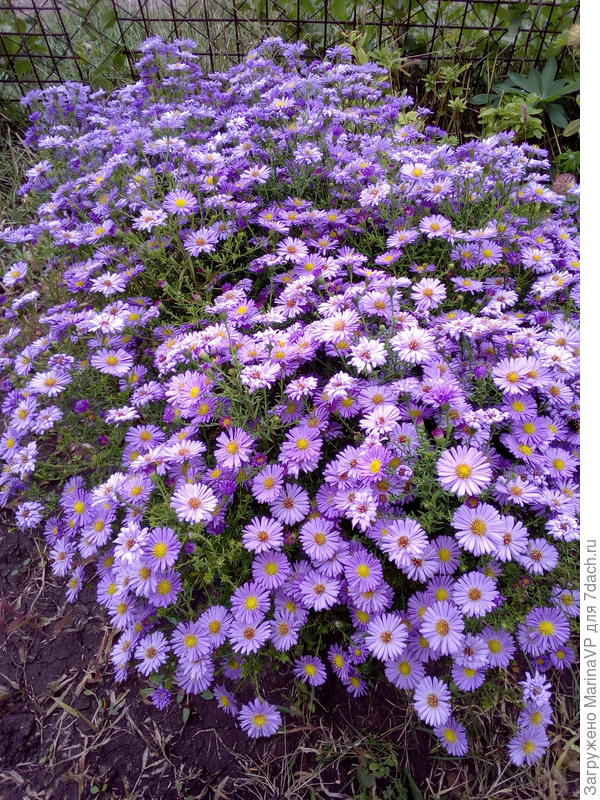 Цветут сентябринки.