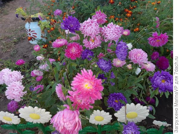 Астрочки радуют своим цветением.